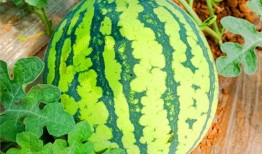 52爆料吃瓜网.吃瓜视频在线观看,独家揭秘，吃瓜视频在线观看盛宴