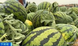 热门大瓜每日必吃大瓜合集