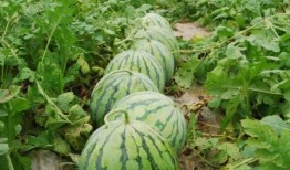 热门大瓜每日必吃大瓜合集,揭秘娱乐圈最新动态，一网打尽娱乐圈风云